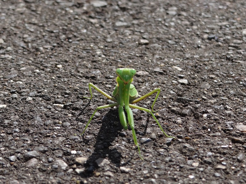 とうとう老眼。