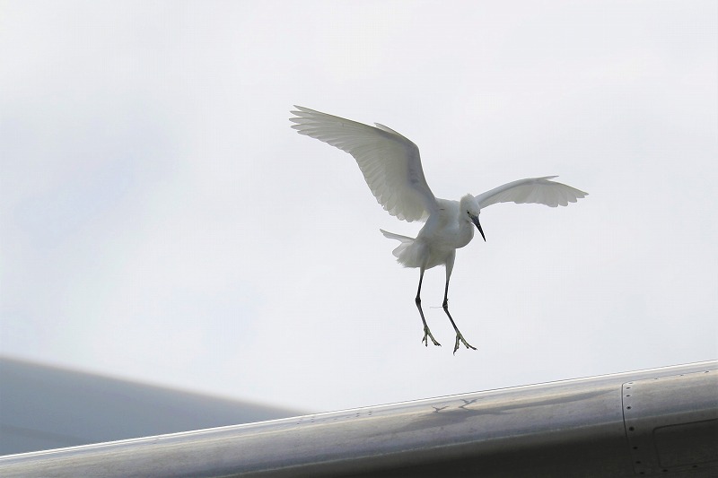 AF7I6363 - コピー