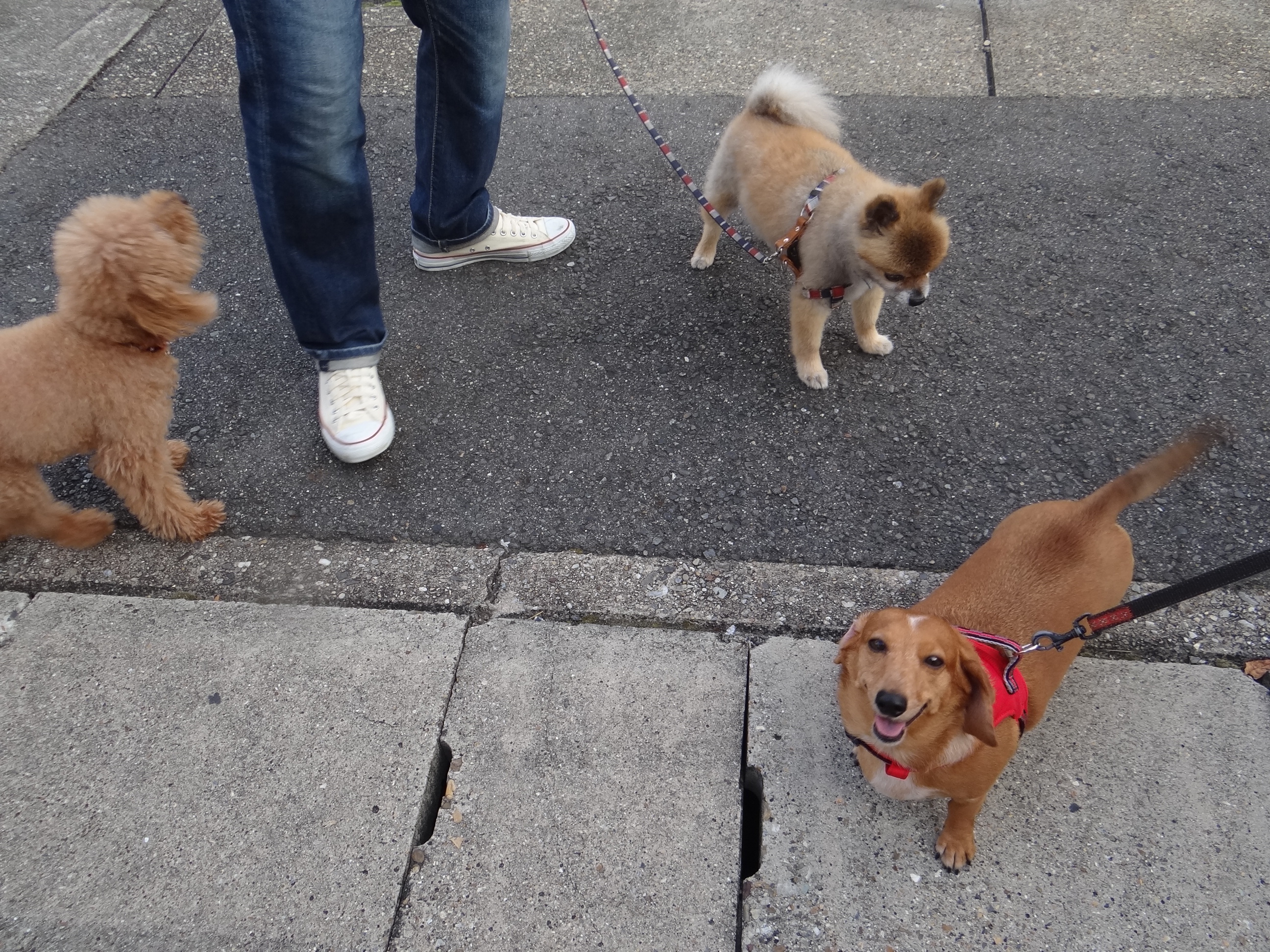 昨日のお犬さん。