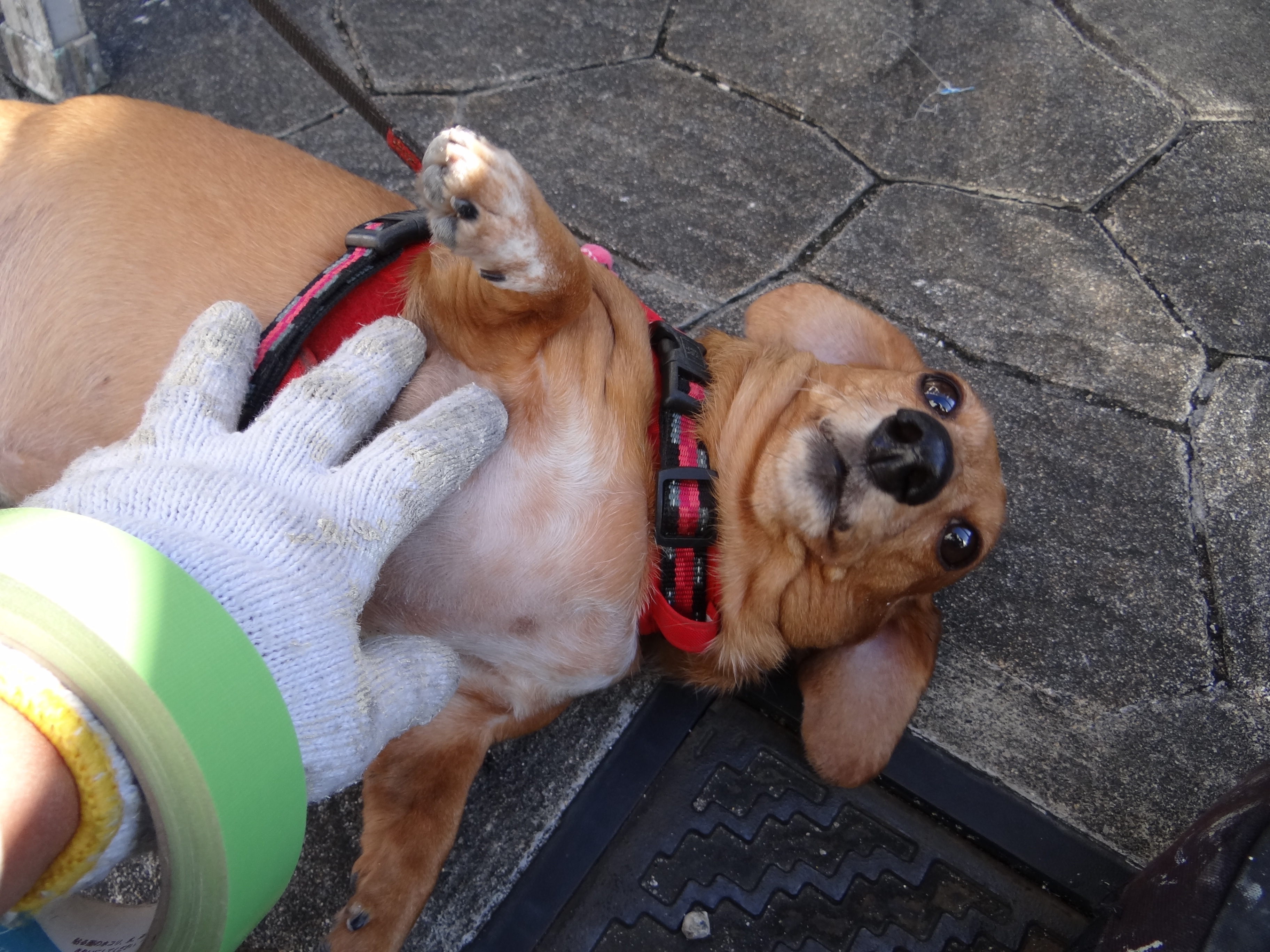 お犬さんのお友達。