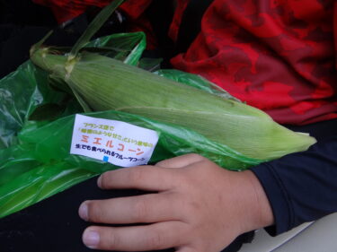 長男のグローブ。